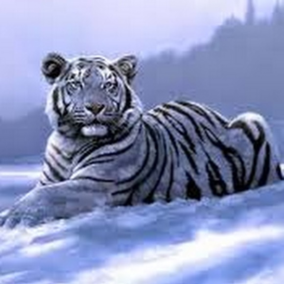 Meet your Posher, Chipochashe - Picture 1 of 1